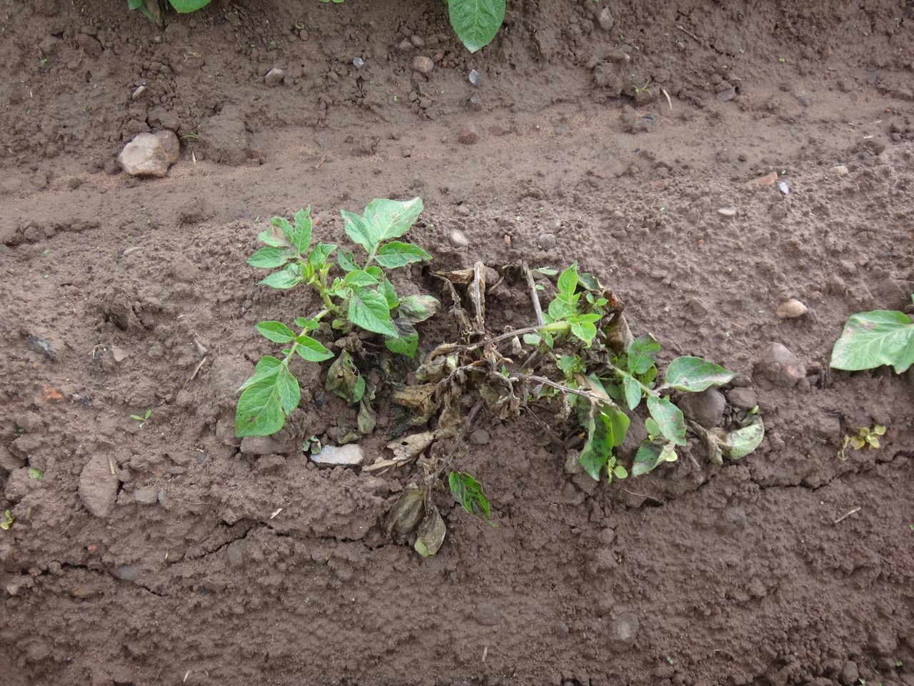Methode Fett gedruckt Groß kartoffel spritzen krautfäule Psychologie ...